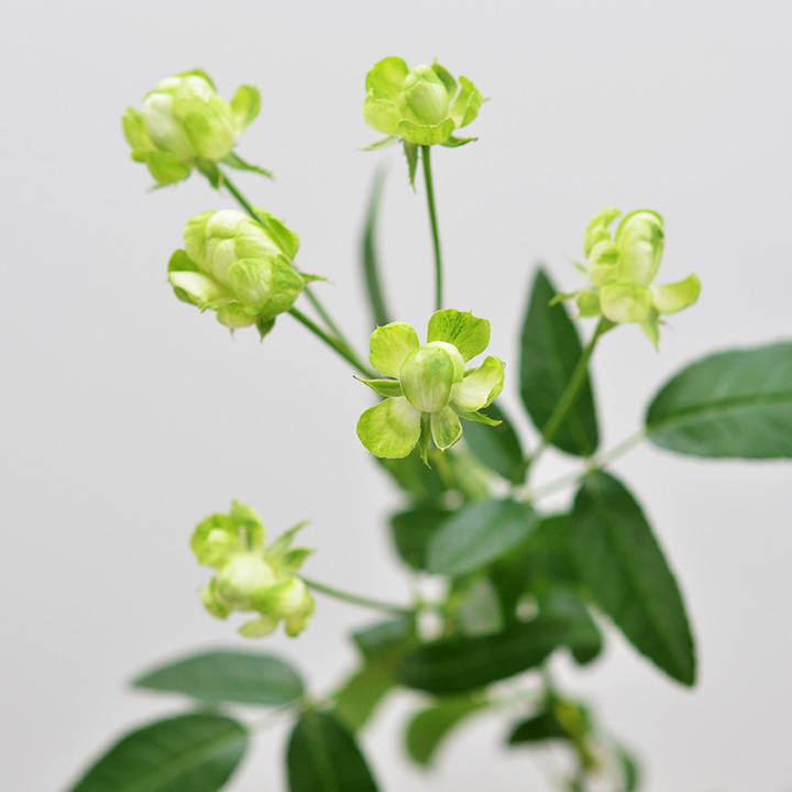 ＳＰミニバラ　グリーン スプレーバラ　エクレール　M 推奨産地【予約メニュー】