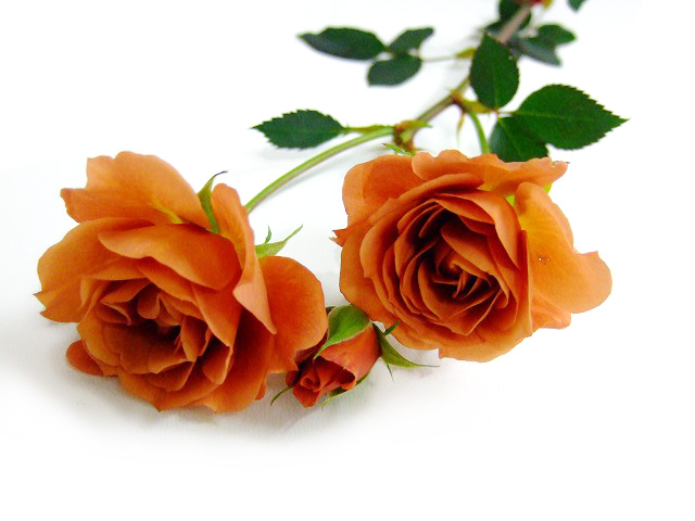 ＳＰミニバラ　チャイロ テディベア 2F40CM (茶色)