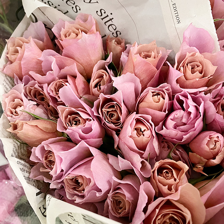 ＳＰミニバラ　チャイロ シュバルツシルト 80ｃｍ (茶色)