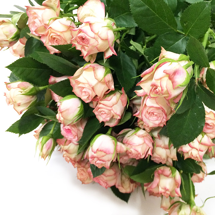 スプレーバラ | ハナノヒmarket｜旬のお花を市場や生産者さんから宅配