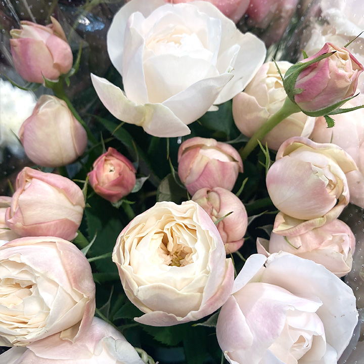 ＳＰミニバラ　スプレーバラ　フェアビアンカ　L 推奨産地【予約メニュー】