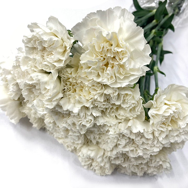 カーネーション　シロ ブリザ 50ｃｍ (白)