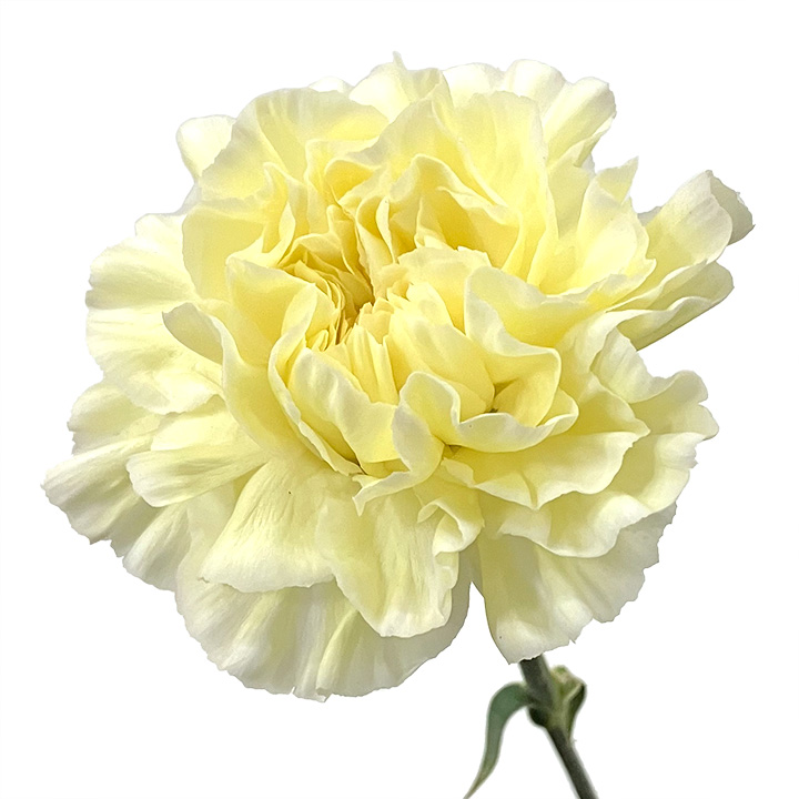 カーネーション　キイロ　ライトイエロー　L 推奨産地【予約メニュー】