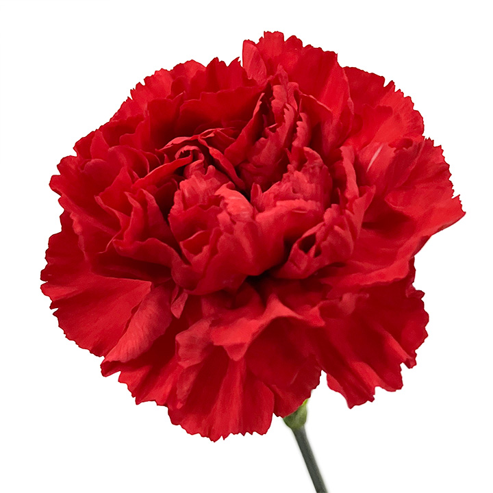 【母の日】カーネーション　アカ　６０ｃｍ　【予約メニュー】