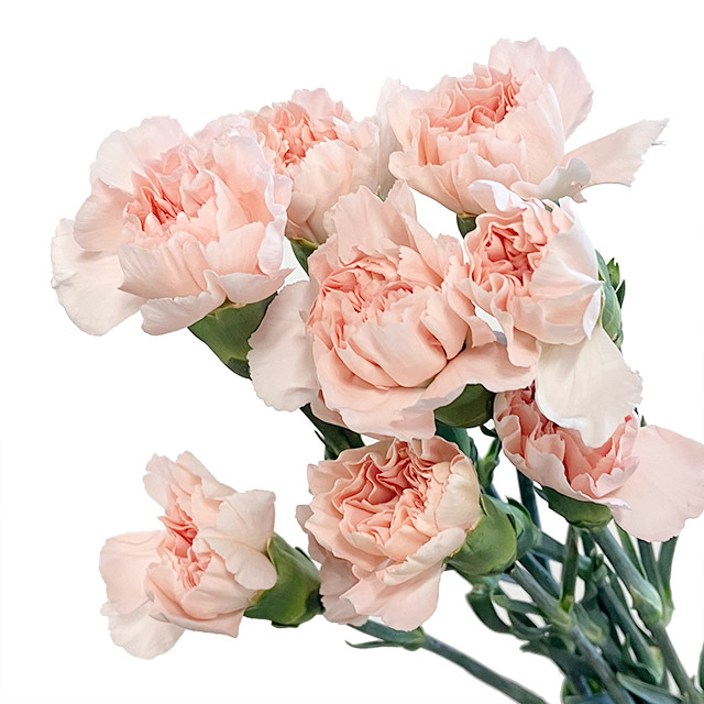 カーネーション　ピンク ノビア 60CM (ピンク)