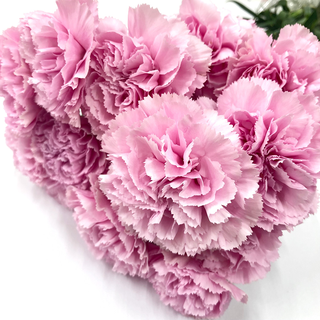 カーネーション　ピンク クリアウォーター 60ｃｍ (ピンク)