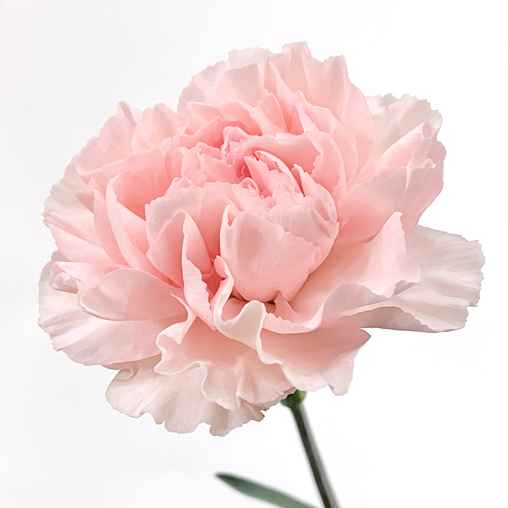 カーネーション　ライトピンク　L 推奨産地【予約メニュー】