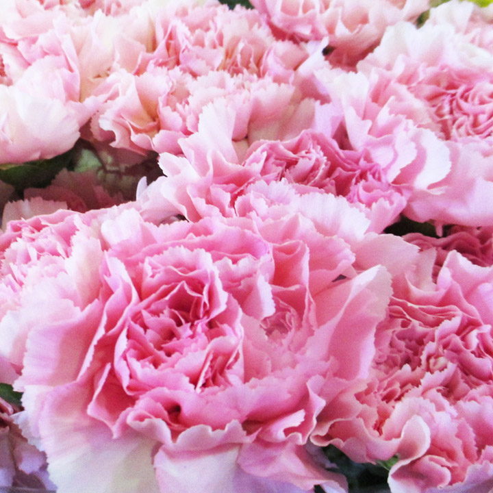 カーネーション　ピンク ジュリア 優70 (ピンク)