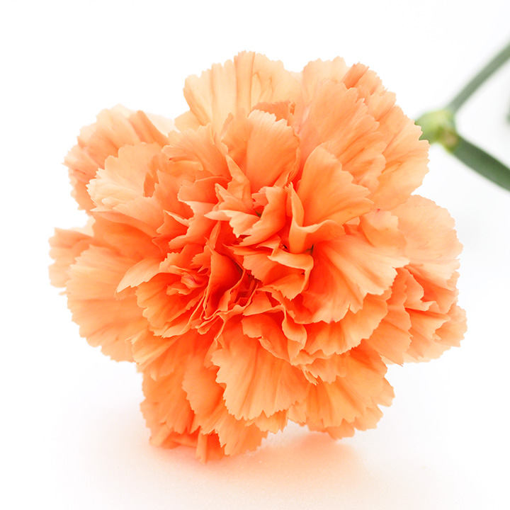 【母の日】カーネーション　オレンジ　６０ｃｍ　【予約メニュー】
