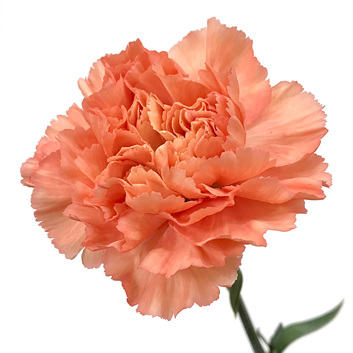 カーネーション　オレンジ　　L 推奨産地【予約メニュー】