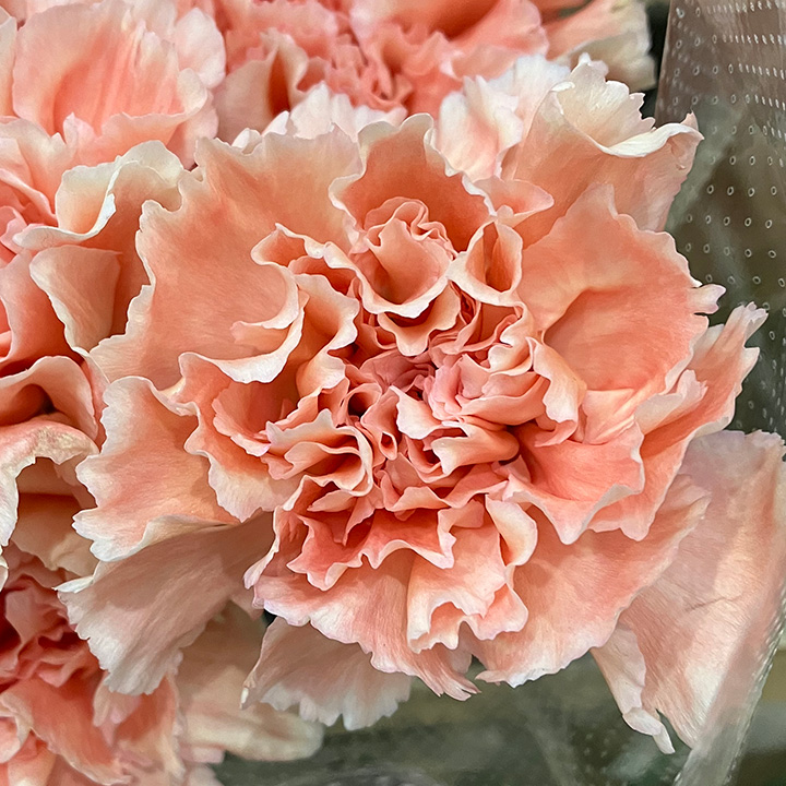 【母の日】カーネーション　オレンジ　ドヌーブ　60cm　千葉県産【予約メニュー】