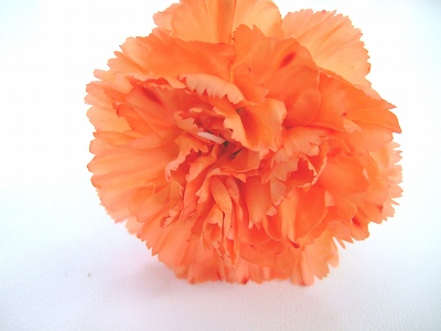 カーネーション　オレンジ オレンジマジック 秀65CM (濃オレンジ)