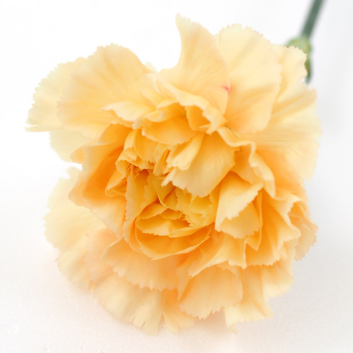 カーネーション オレンジ ミナミ 60cm (淡オレンジ)｜大田市場店