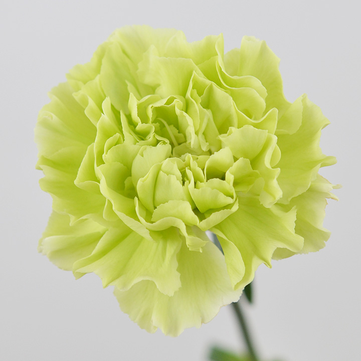 カーネーション　ミドリ　グリーン　L 推奨産地【予約メニュー】