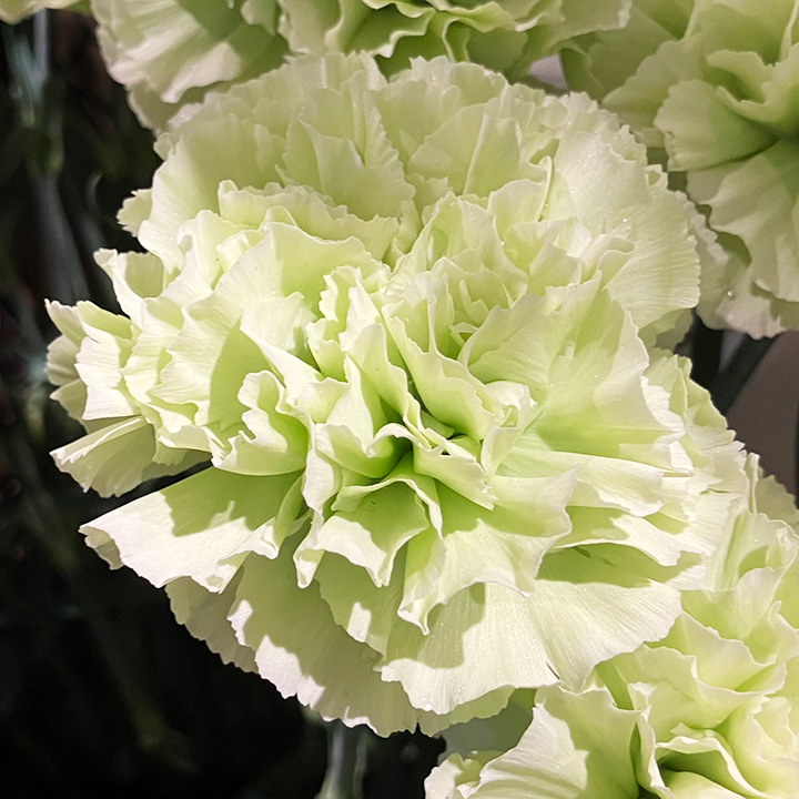 【母の日】カーネーション　グリーン　コノハ　60cm　愛知県産【予約メニュー】