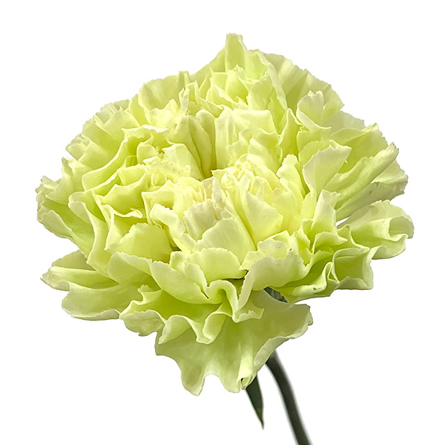 カーネーション　ミドリ ジャングル 60CM (緑)