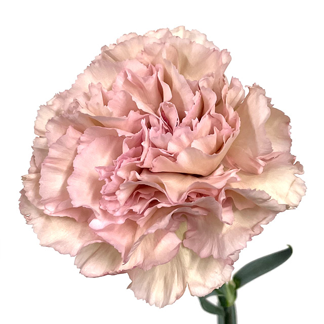 カーネーション　クレオラ　L 推奨産地【予約メニュー】