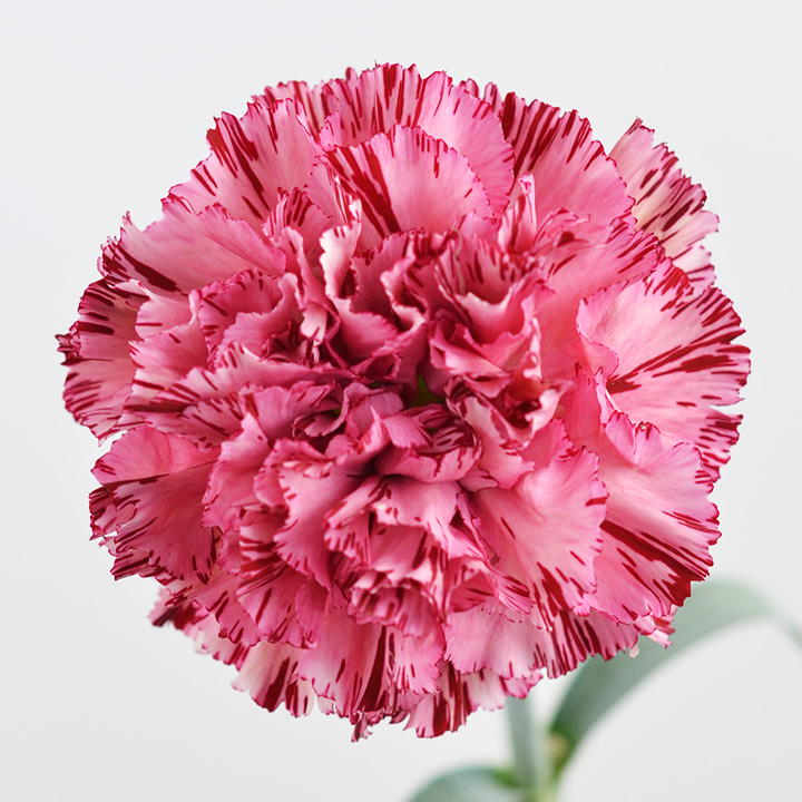 【母の日】カーネーション　チャイロ　バイパーワイン　６０ｃｍ　【予約メニュー】