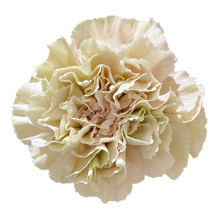 カーネーション チャイロ ロドムアルファ 60cm (茶色)｜大田市場店