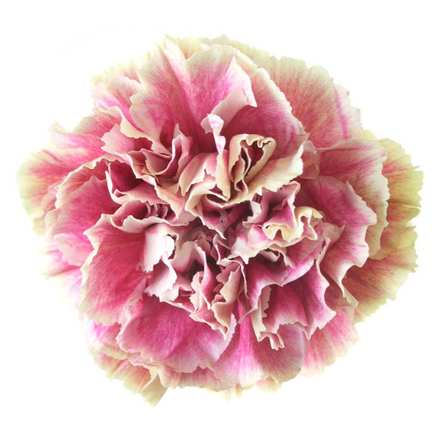 【母の日】カーネーション　複色　アンティグア　（ＶＰ）　６０ｃｍ　【予約メニュー】