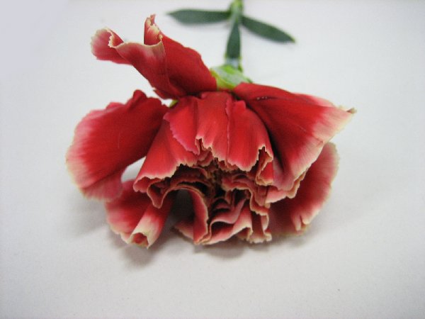 カーネーション　フクショク ピエット 70CM (複色)