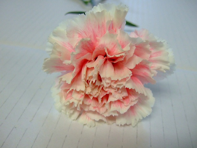 【母の日】カーネーション　複色　ミスティ　60cm　愛知県産【予約メニュー】