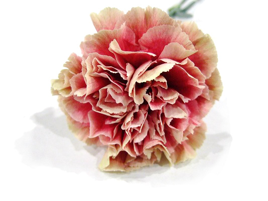 カーネーション | ハナノヒmarket｜旬のお花を市場や生産者さんから