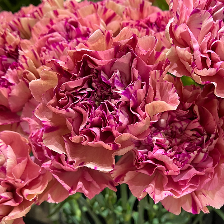 カーネーション フクショク ボルテック 60cm (ピンク)｜大田市場店