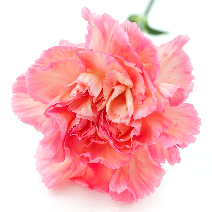 カーネーション　フクショク パッションミナミ 60CM (複色)