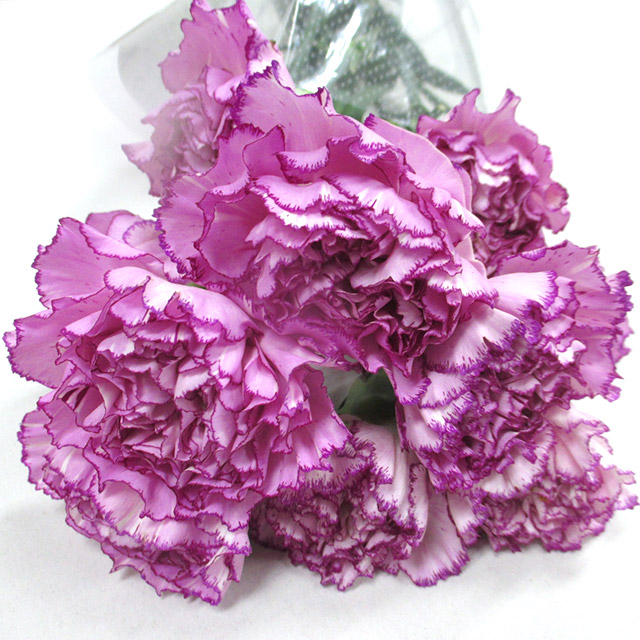 カーネーション フクショク ボエム 60cm (複色)｜大田市場店