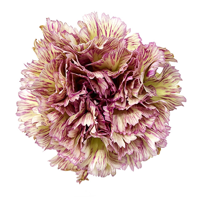 カーネーション　フクショク レディシーン 65CM (複色)