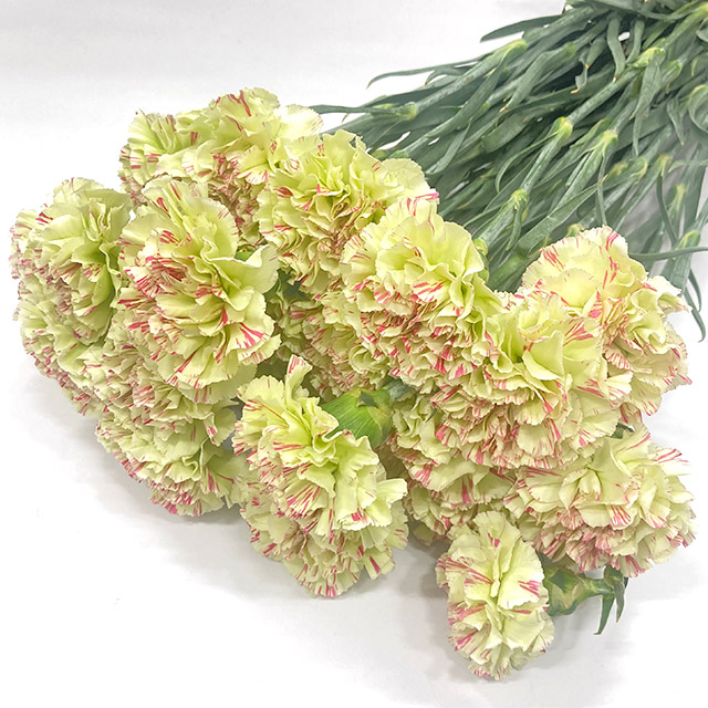 カーネーション　フクショク モチ 55ｃｍ (複色)