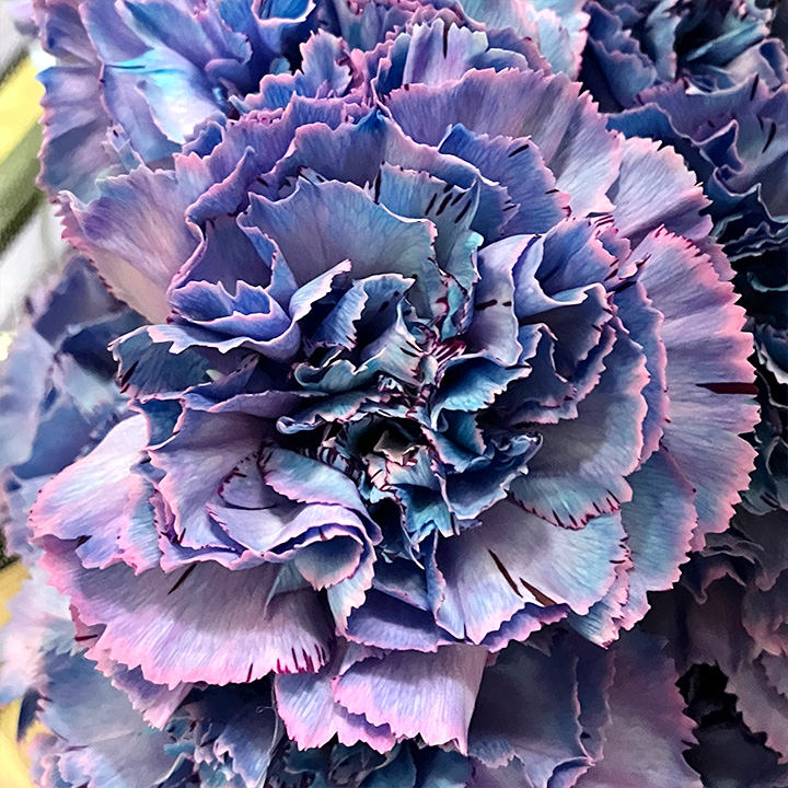 カーネーション ソノタ ユカリミスティックブルー 60cm (青)｜東京店