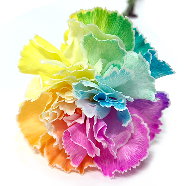 カーネーション　ソノタ レインボー 60ｃｍ (その他)