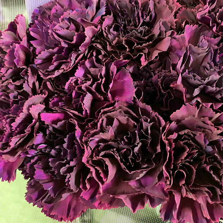 カーネーション ソノタ ソメダークブルー ミッドナイトブルー 60cm