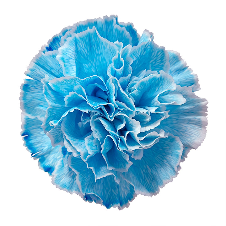 カーネーション ソノタ ソメライトブルー 60cm (空色)｜東京店