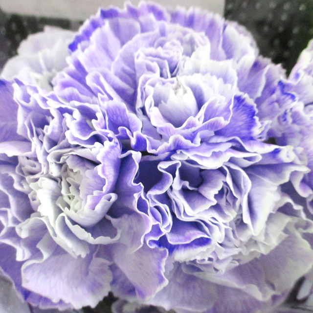 カーネーション　ソノタ ソメラベンダー 秀60 (淡紫)