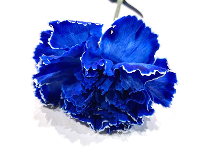 カーネーション　ソノタ ソメサムライブルー 4/3まで1　60CM (青)