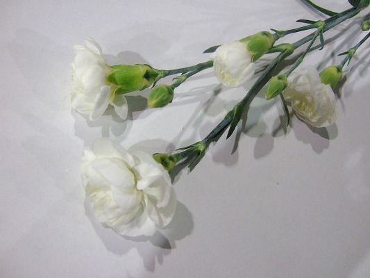 ＳＰカーネ　シロ マントバ 60CM (白)