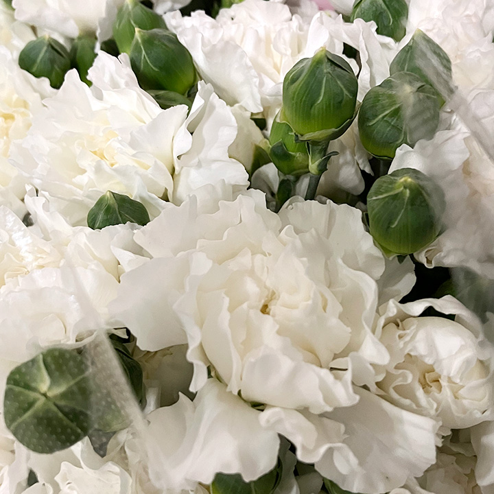 ＳＰカーネ　シロ ベイラ 秀70 (白)