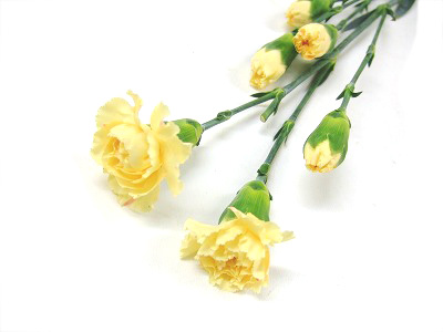 ＳＰカーネ　キイロ クリームインテルメッツォ 60ｃｍ (クリーム)