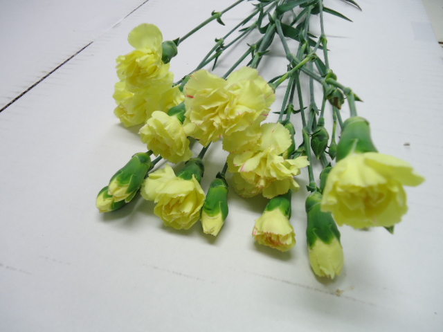 ＳＰカーネ　キイロ レモン 70ｃｍ (黄色)