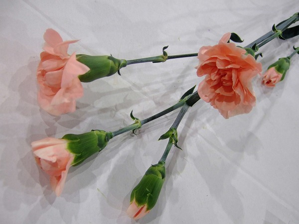 【母の日】スプレーカーネ　ピンク　カスタードピンク　60cm　愛知県産【予約メニュー】