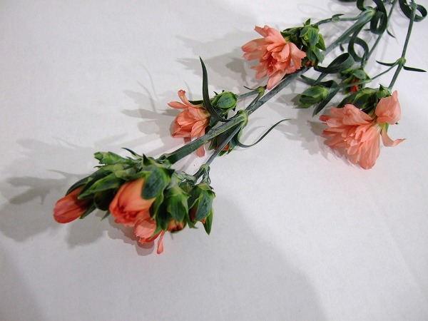 ＳＰカーネ　ピンク ミニティアラピンク L (ピンク)