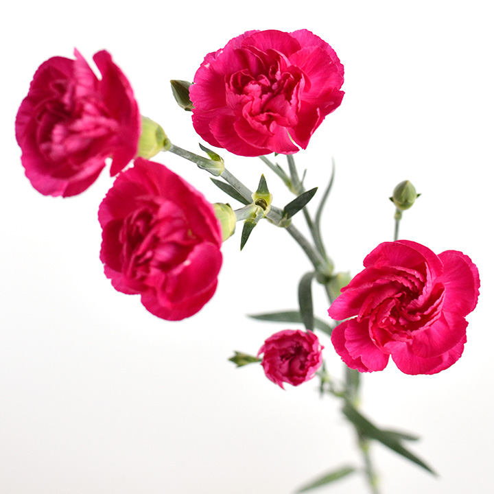 SPカーネーション　ダークピンク  L 推奨産地