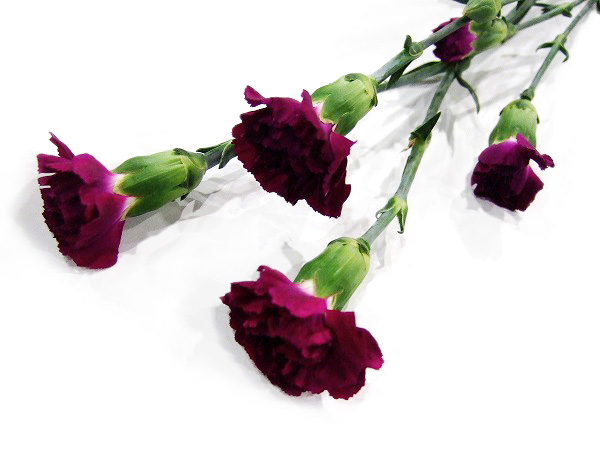 ＳＰカーネ　ムラサキ エプシロン 60ｃｍ (紫)