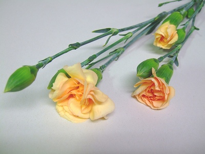 【母の日】スプレーカーネ　オレンジ　オレンジレンジ　60cm　愛知県産【予約メニュー】