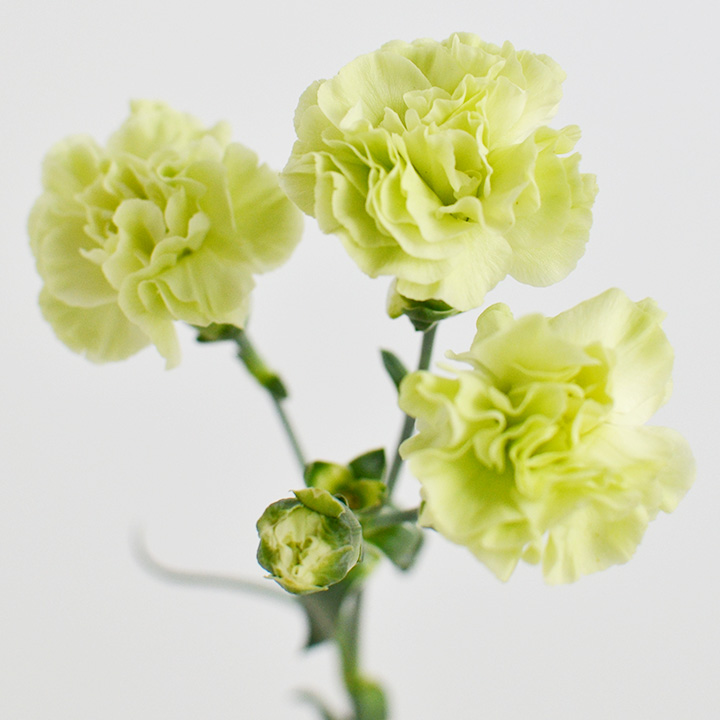 SPカーネーション　グリーン  L 推奨産地