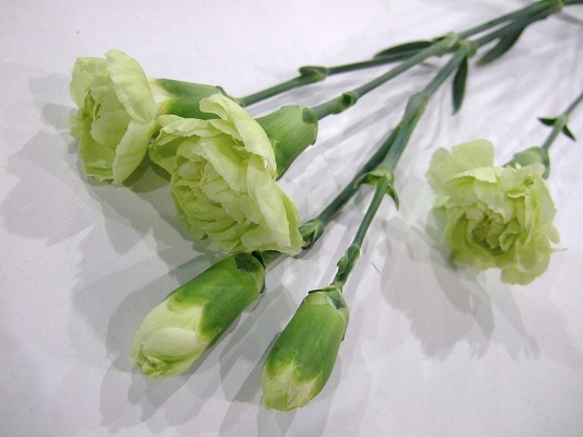 【母の日】スプレーカーネ　グリーン　グリーンガーデン　60cm　愛知県産【予約メニュー】