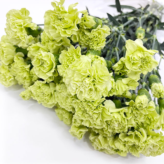 SPカーネ ミドリ クラシオン 特 (緑)｜大田市場店｜ハナノヒmarket